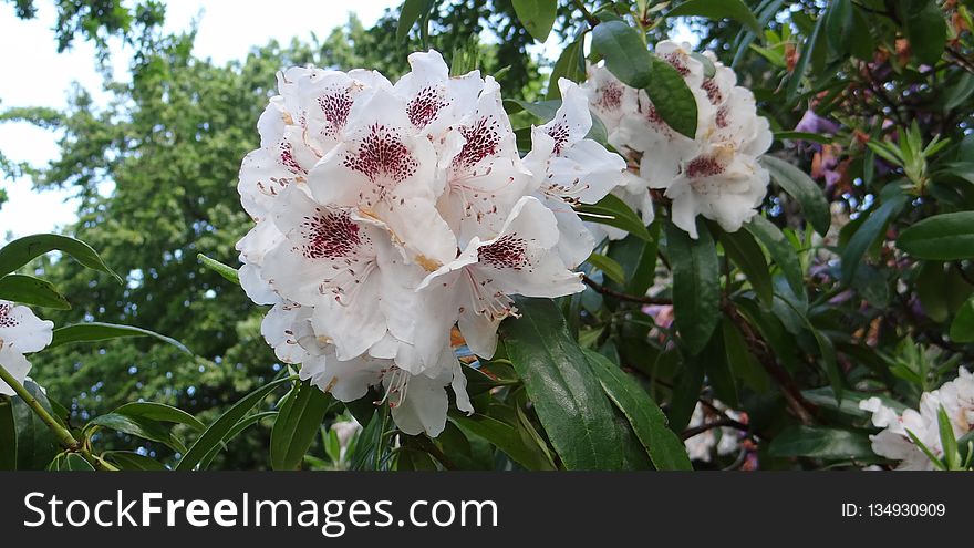 Plant, Flower, Flowering Plant, Flora