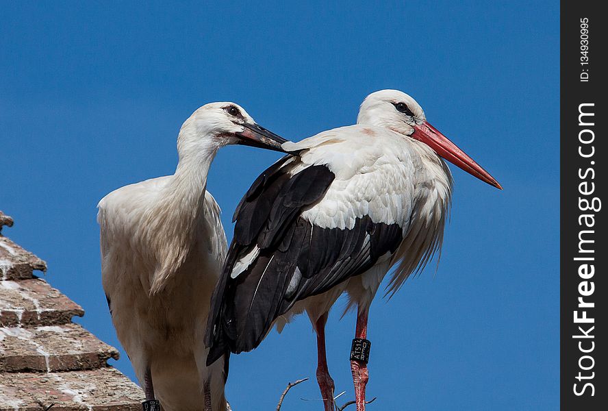 Bird, Stork, White Stork, Ciconiiformes
