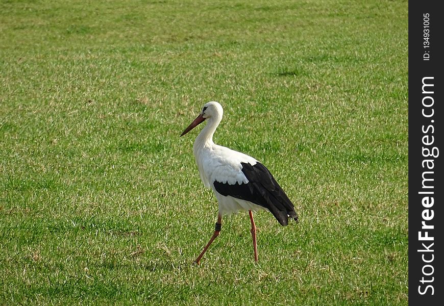 Bird, Stork, White Stork, Ecosystem
