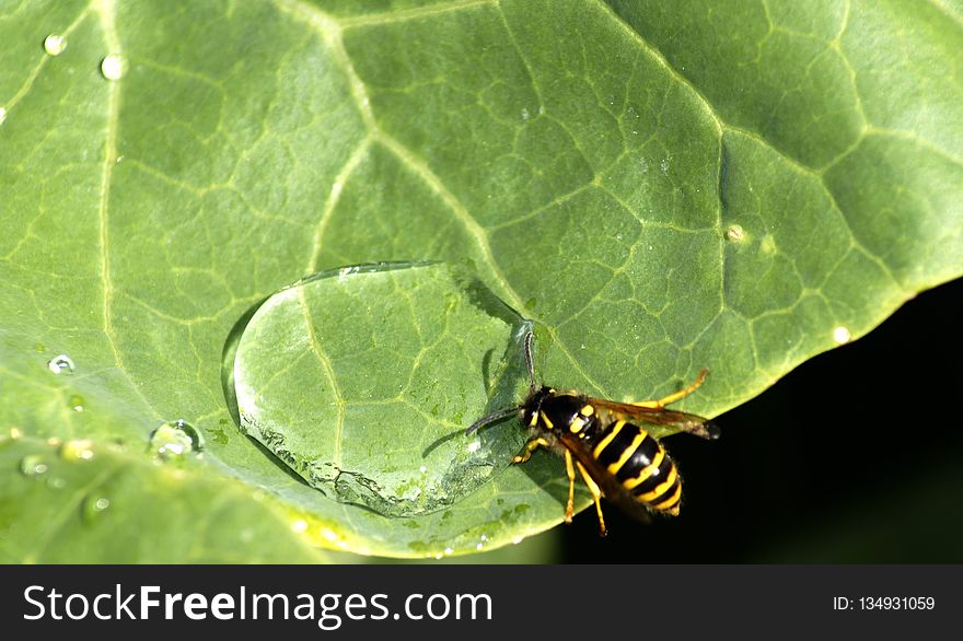 Insect, Leaf, Invertebrate, Pest