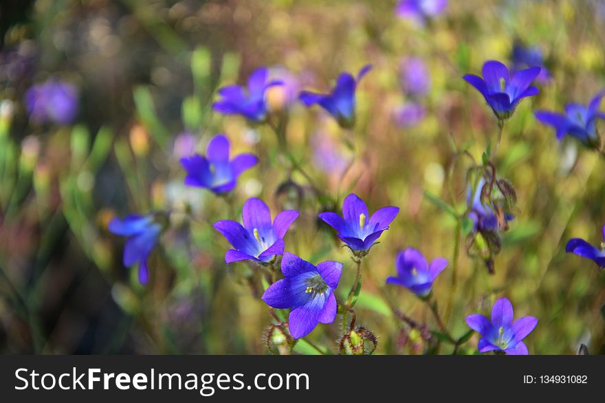 Blue, Flower, Plant, Flora