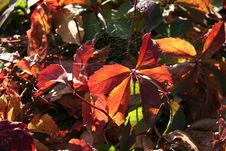 Red Autumn Royalty Free Stock Image Red Autumn Royalty Free Stock Image