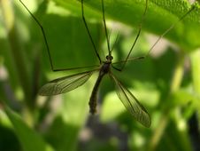Daddy Long Legs 7 Royalty Free Stock Image
