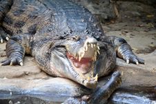 Alligator Ready Royalty Free Stock Photography Alligator Ready Royalty Free Stock Photography