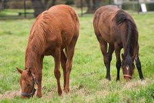 Two Horses Stock Images Two Horses Stock Images