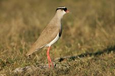 Crowned Plover Stock Image Crowned Plover Stock Image