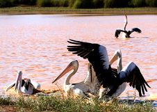 Pelicans Stock Images Pelicans Stock Images