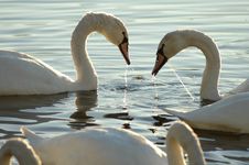 Swans 11 Royalty Free Stock Image