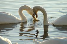 Swans 12 Royalty Free Stock Photography