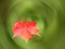 Red Maple Leaf Royalty Free Stock Photos