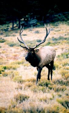 Bull Elk Crossing Meadow Stock Photography