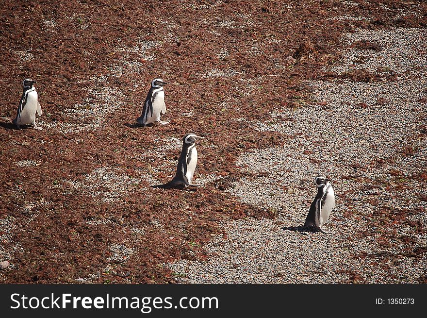Four Patagonian penguins marching towards the sea. Four Patagonian penguins marching towards the sea