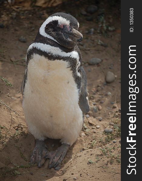 Patagonian penguin posing for photographer