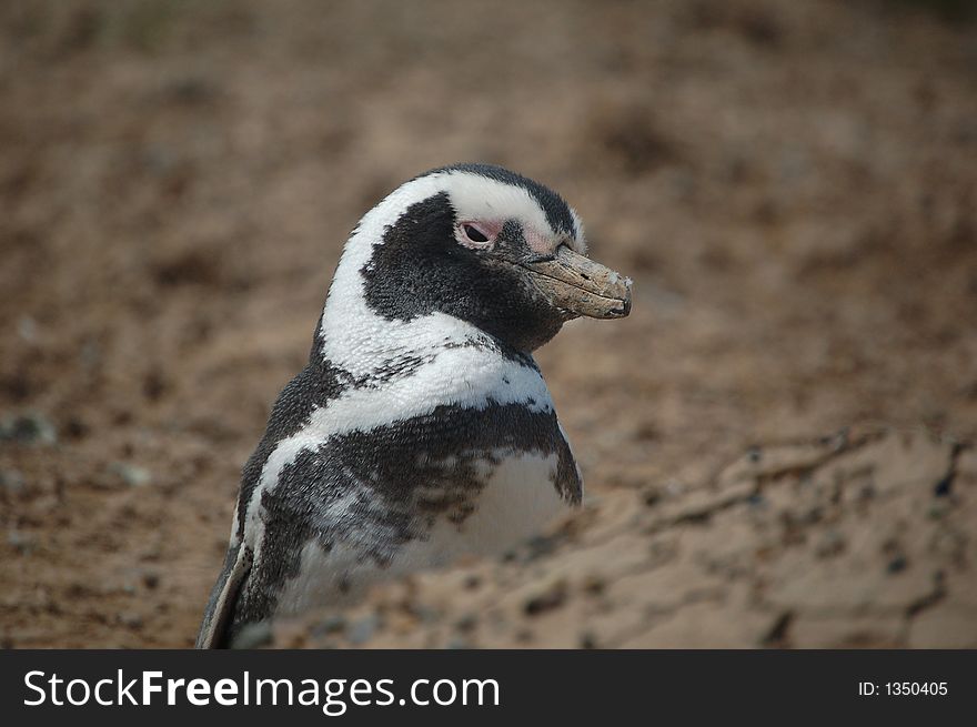 Patagonian penguins cautiously watching surroundings. Patagonian penguins cautiously watching surroundings