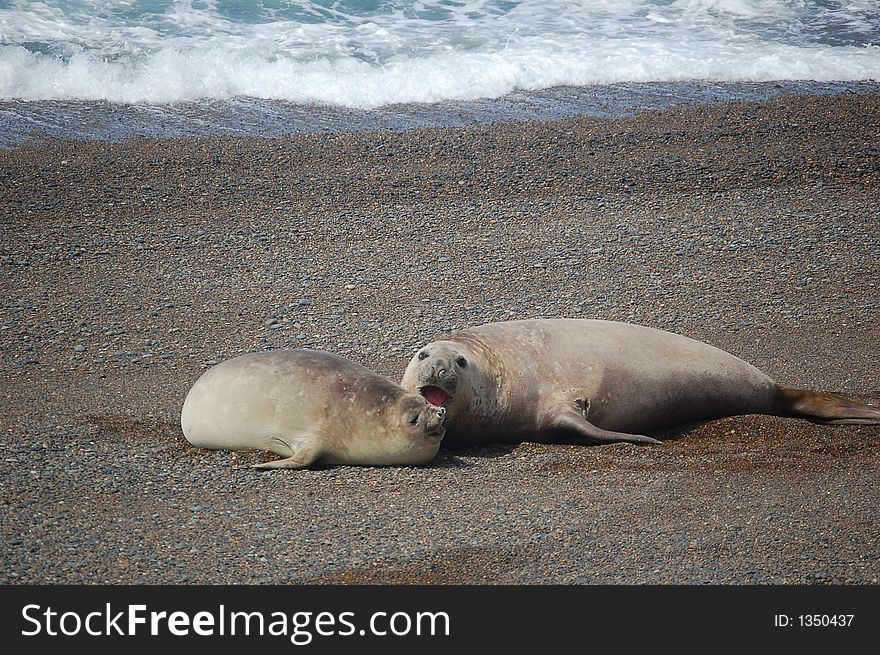 Two sea-lions playing on the shore of the Patagonian South Atlantik. Two sea-lions playing on the shore of the Patagonian South Atlantik
