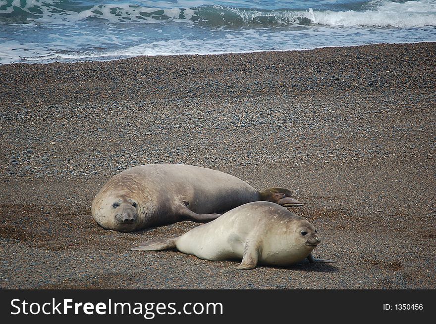 Two sea-lions playing on the shore of the Patagonian South Atlantik. Two sea-lions playing on the shore of the Patagonian South Atlantik