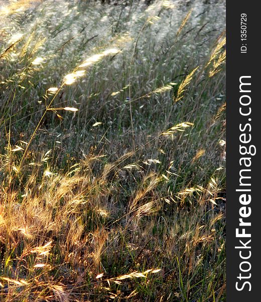 Portrait photograph of weeds at sunset