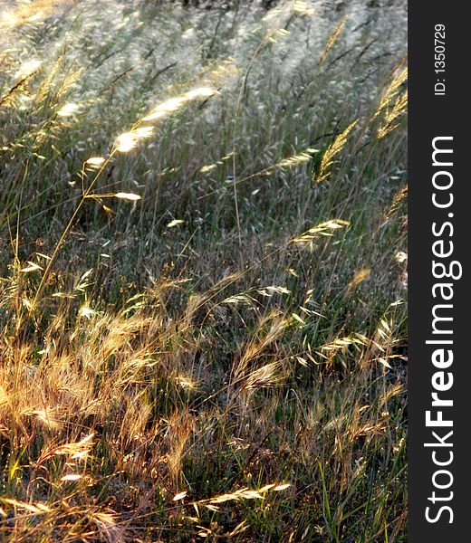 Weeds At Sunset