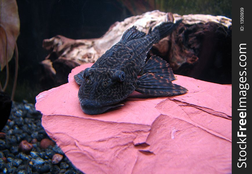 Large suckermouth catfish on top of a slate rock. Large suckermouth catfish on top of a slate rock