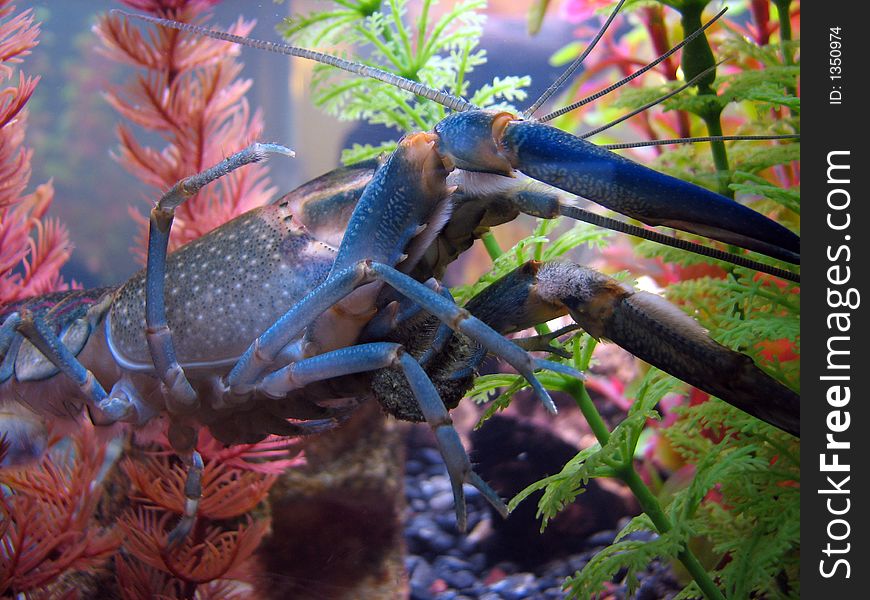 Crayfish holding a piece of algae waffer. Crayfish holding a piece of algae waffer.