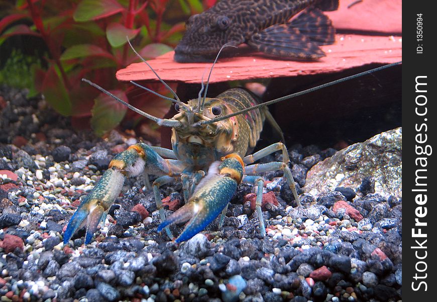 Blue crayfish outside its cave, pleco behind him.