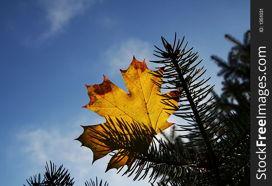 Colorful autumn maple leaves on blue. Colorful autumn maple leaves on blue