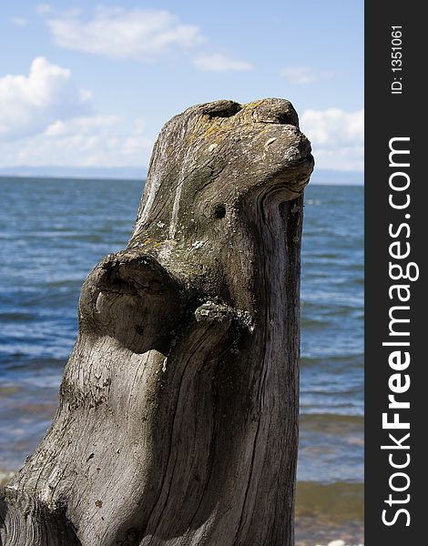 Nature sculpture of dead-wood on Baikal lakeside