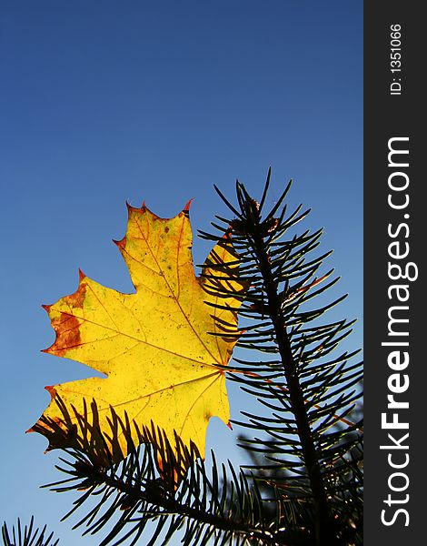 Yellow autumn leaves on the pine. Yellow autumn leaves on the pine