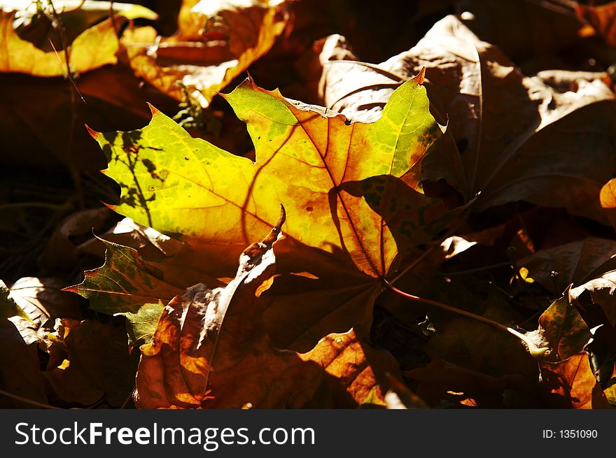 Bright orange maple leaves for autumn