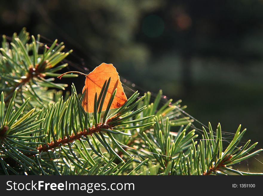 Orange birch leaves on the pine. Orange birch leaves on the pine