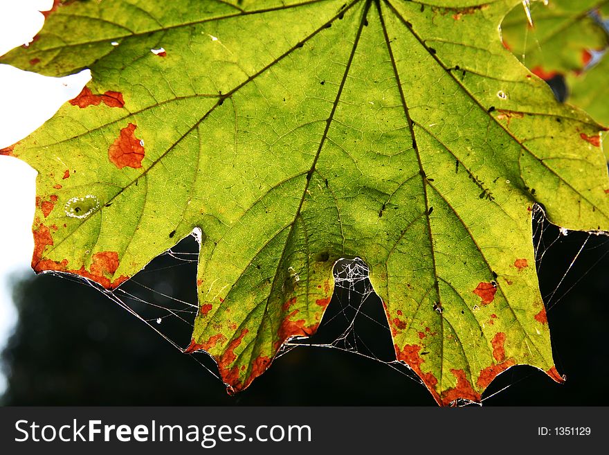 Colorful autumn leaves maple in park. Colorful autumn leaves maple in park