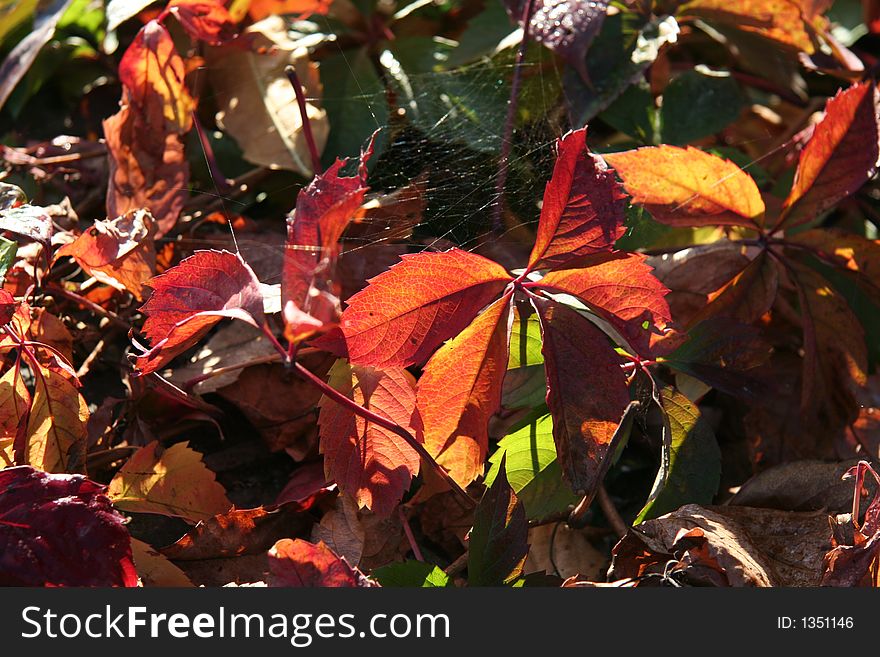 Red leaves for autumn on the land. Red leaves for autumn on the land