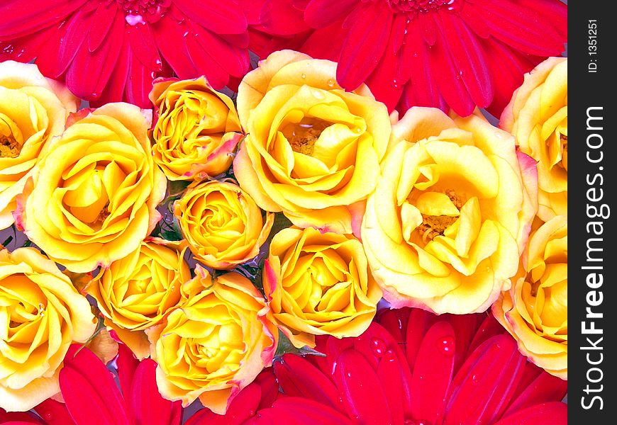 Pattern of red gerbera daisy and yellow rose. Pattern of red gerbera daisy and yellow rose