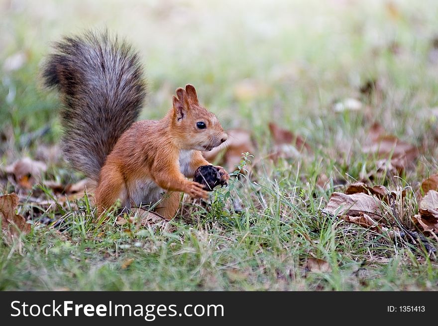 squirrel in a garden to prepare for winter