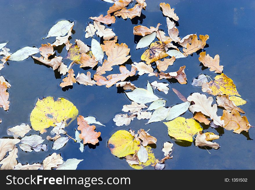 Fallen leaves floating in water. Fallen leaves floating in water