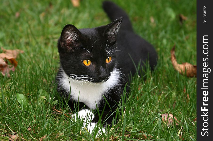 Black And White Cat With Brigh