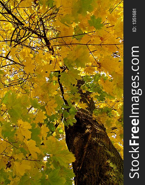 Autumn tree with coloured leaves