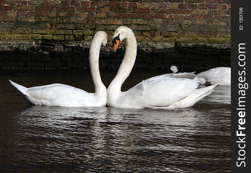 A pair of swans seems to be kissing and a heart shape emerges. A pair of swans seems to be kissing and a heart shape emerges.