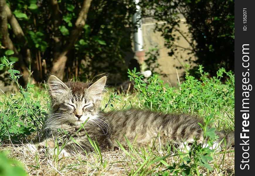 Whiskered kitten lies in a grass on warm summer day