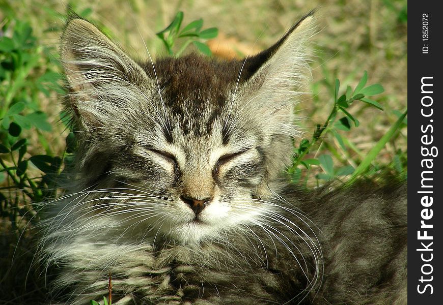 Whiskered kitty lies in grass on warm summer day. Whiskered kitty lies in grass on warm summer day