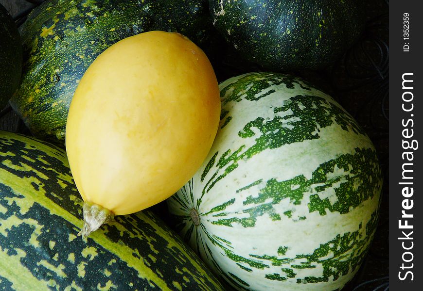 Small yellow pumpkin surrounded by bigger green pumpkins