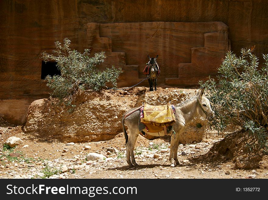 Donkeys used as carriers in desert. Donkeys used as carriers in desert
