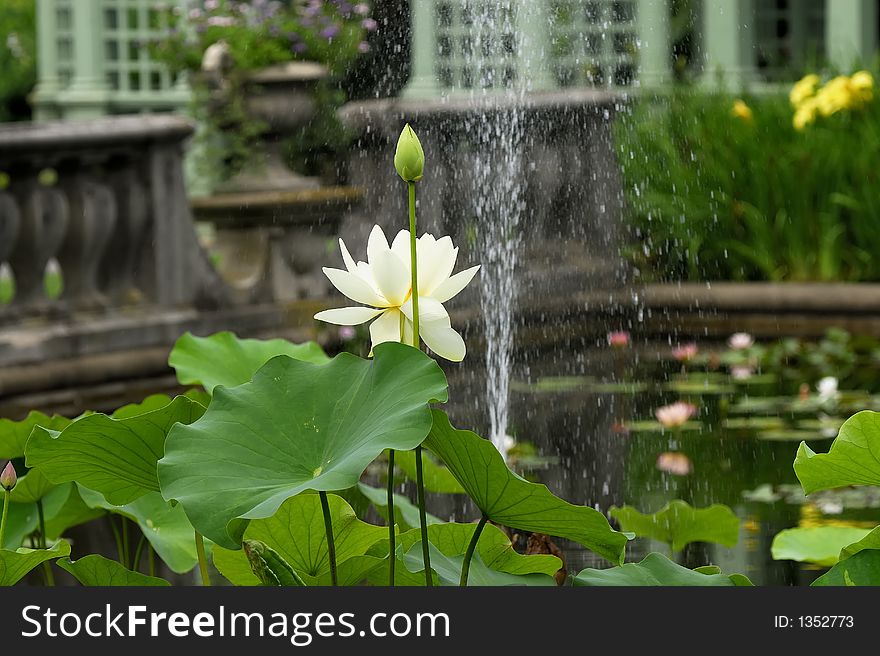 Photo of a Flower in Full Bloom - Lilly Pond