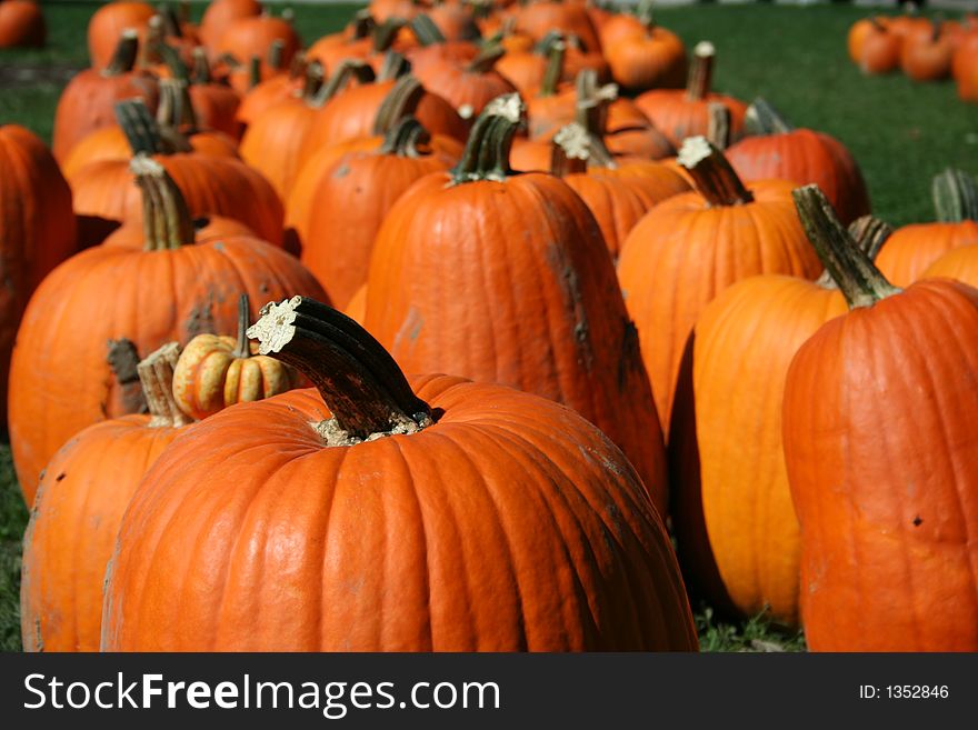 Pumpkin In Patch