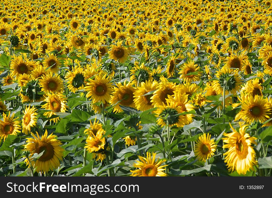 A perspective view on farm fileld full with yellow blossom  sunflowers. A perspective view on farm fileld full with yellow blossom  sunflowers