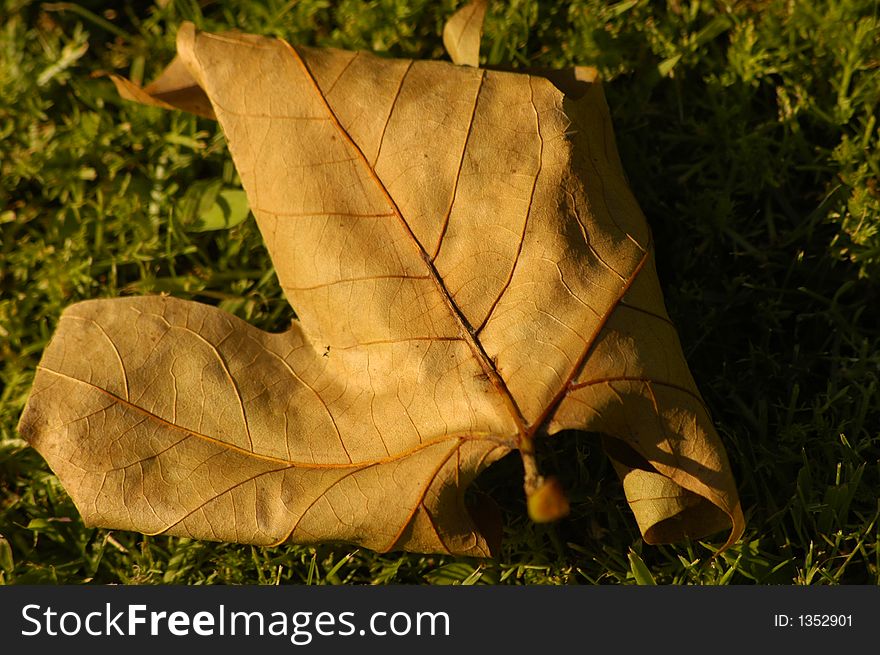 Fallen Leaf on the Grass