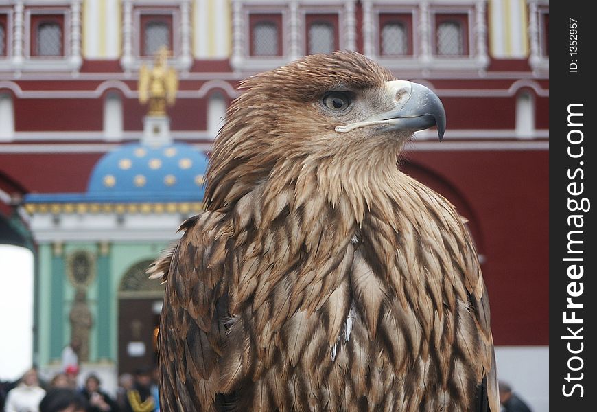 Falcon on red the areas (Moscow)