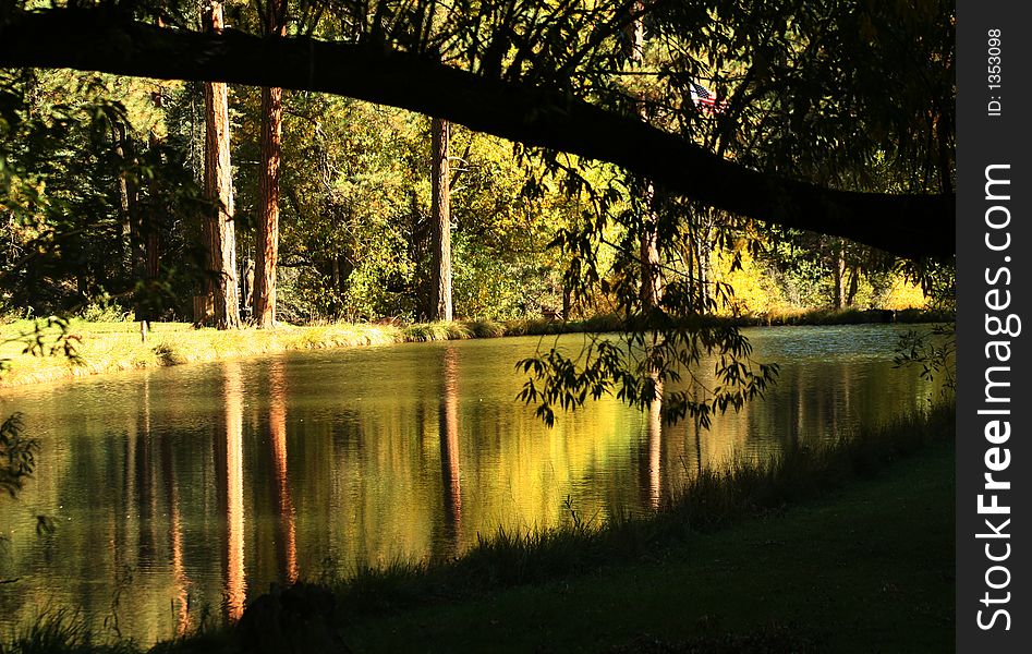 Trees reflect off still water in a soothing, peaceful scene. Trees reflect off still water in a soothing, peaceful scene.