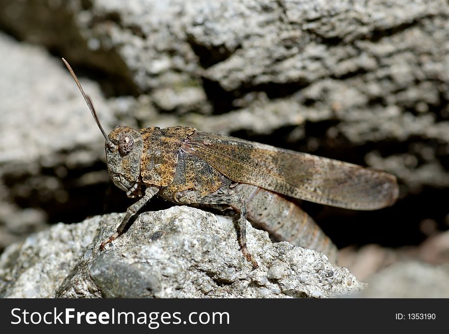 A red-winged grasshopper lost in jurassic park. A red-winged grasshopper lost in jurassic park