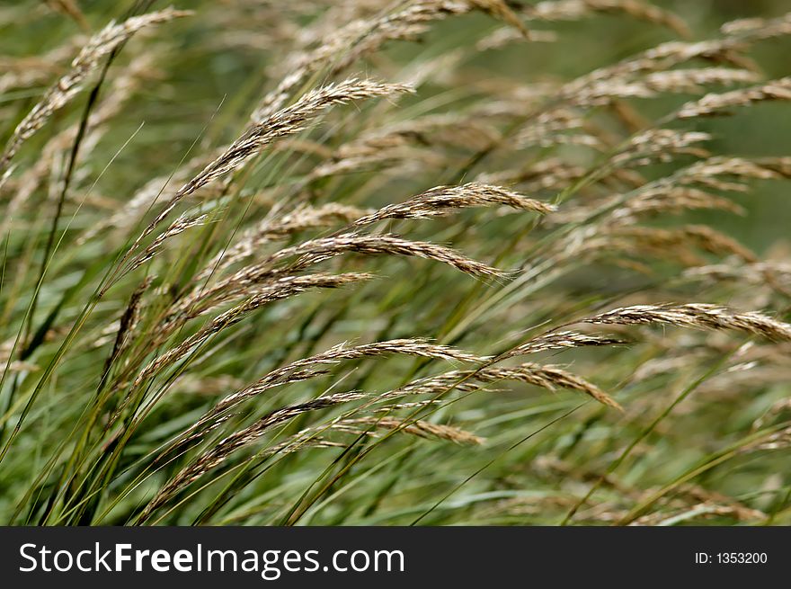 Close up of grass combed by wind. Close up of grass combed by wind